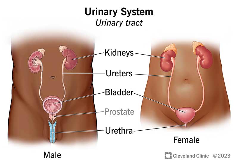 Comparison of urinary system in males and females