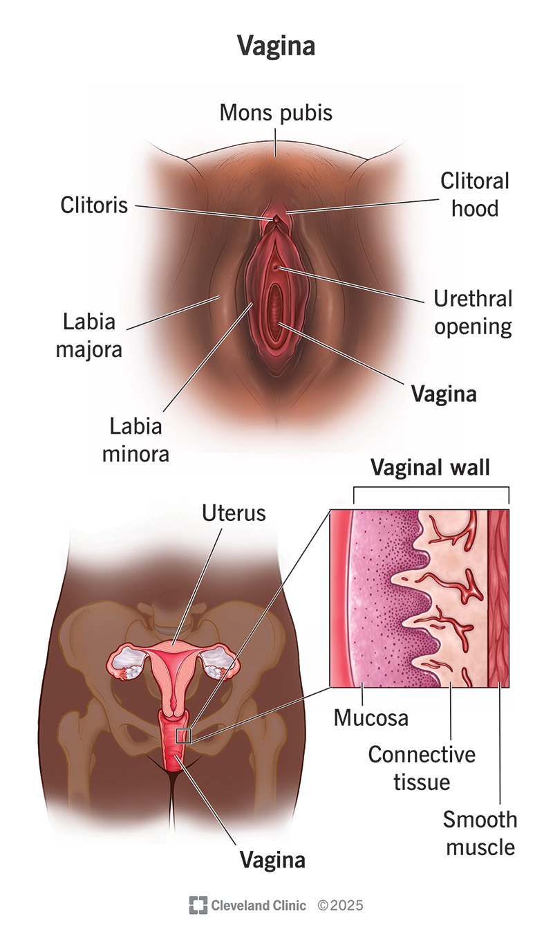 Illustration of the vaginal opening, internal vagina and three layers of the vaginal wall