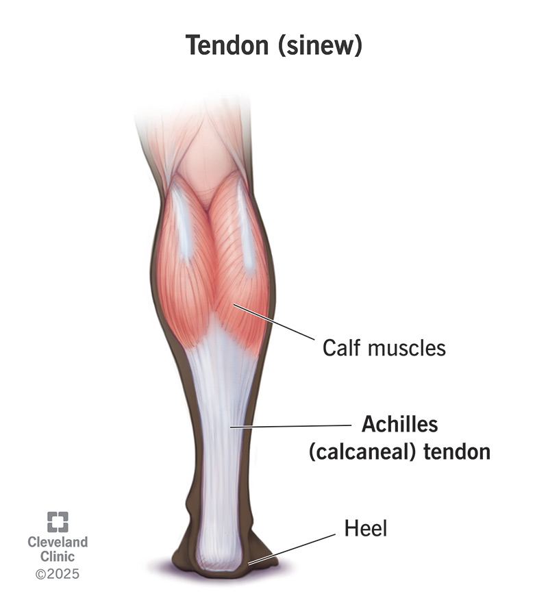 The Achilles (calcaneal) tendon (sinew) connects the calf muscle to the heel bone